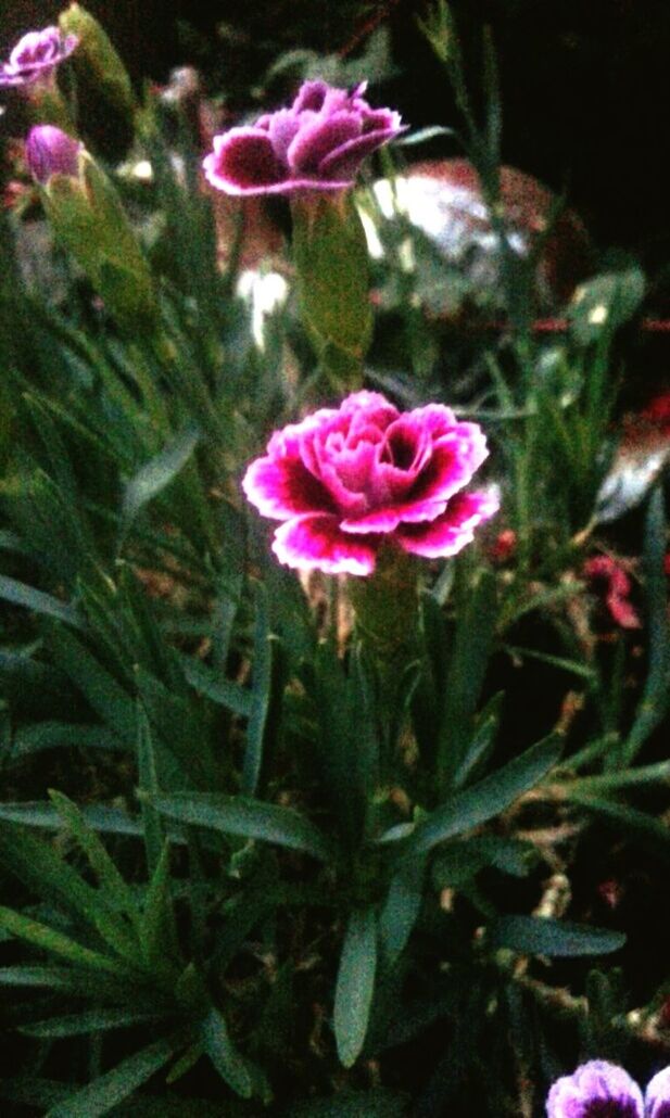 CLOSE-UP OF PINK FLOWERS BLOOMING IN GARDEN