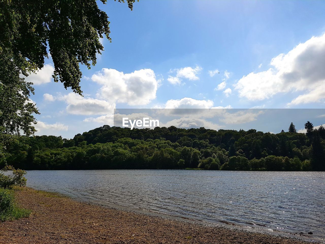 TREES BY LAKE AGAINST SKY