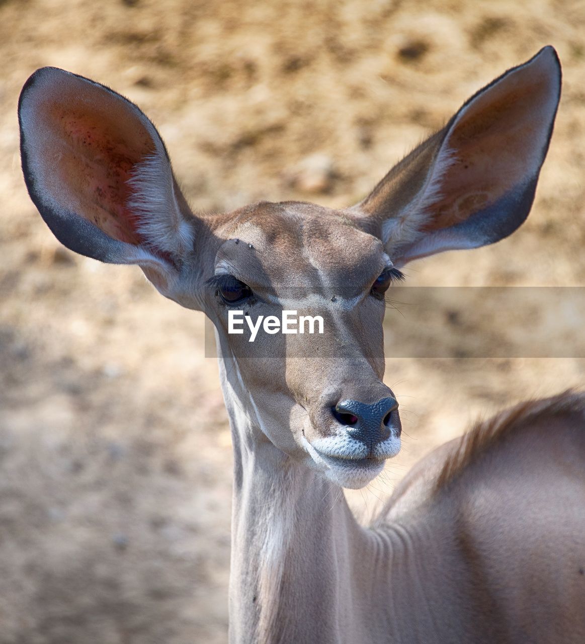 Close-up portrait of a animal