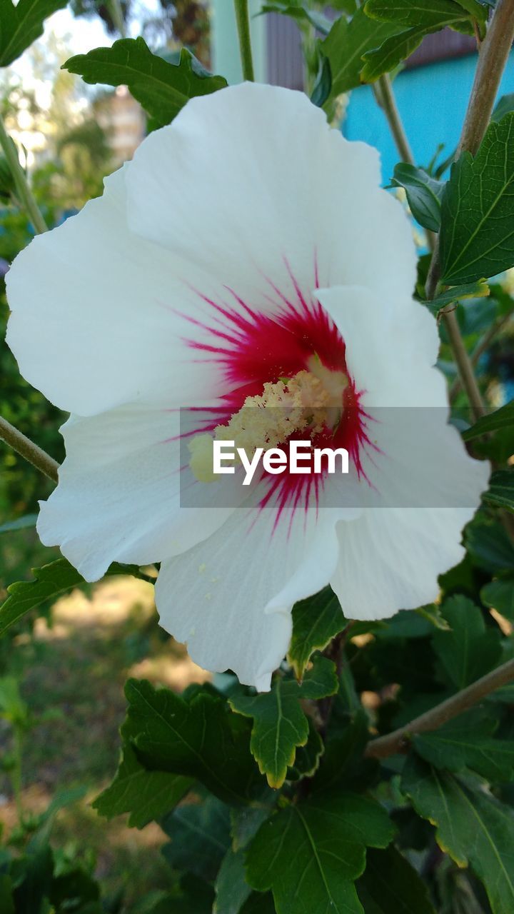 CLOSE-UP OF HIBISCUS FLOWER