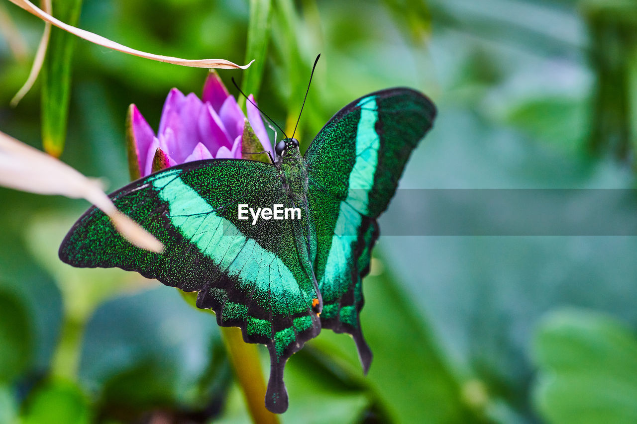 butterfly pollinating on flower