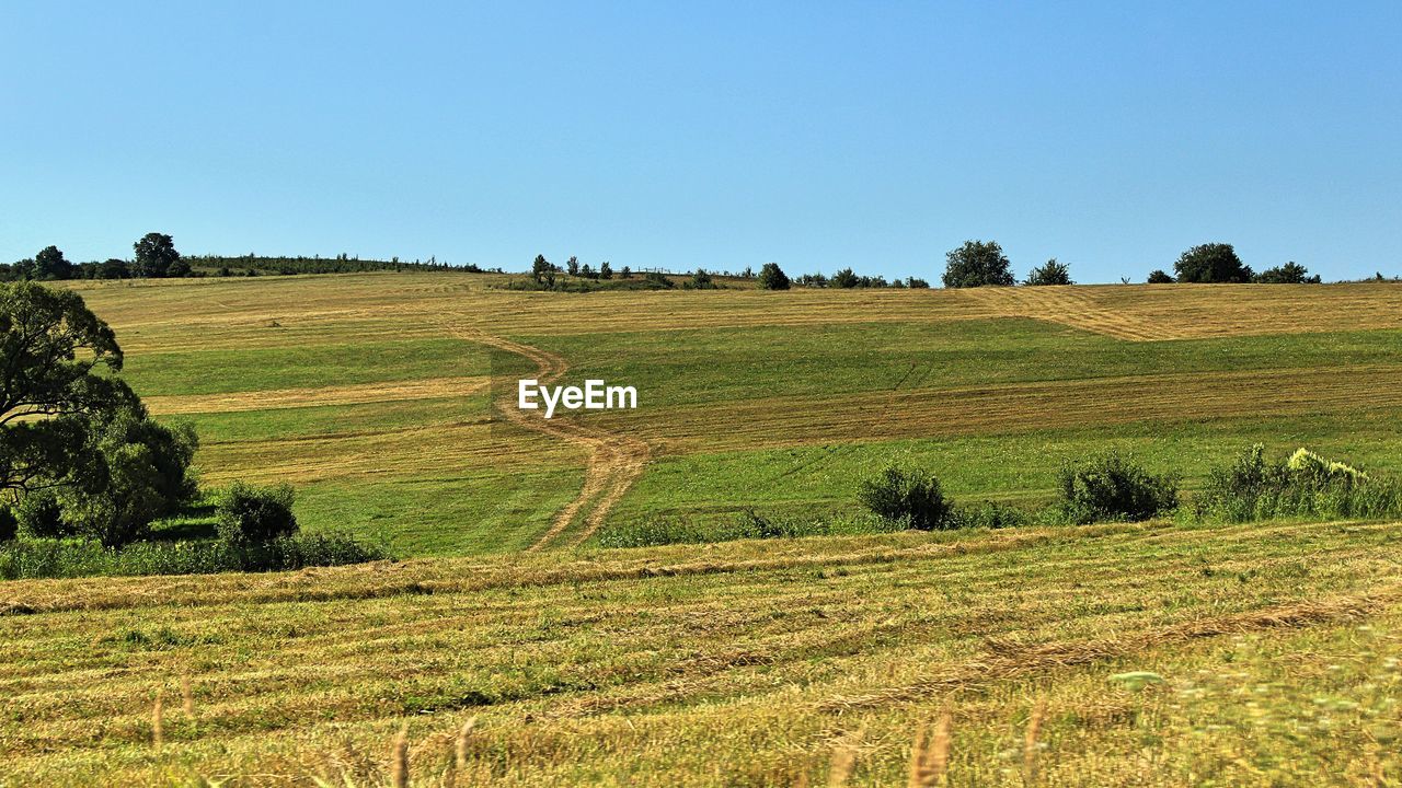 Scenic view of field against clear sky