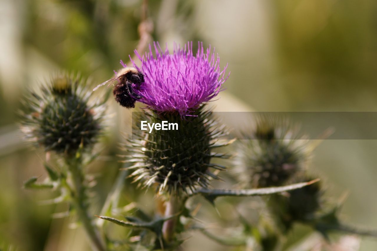 Close-up of insect on flower against blurred background