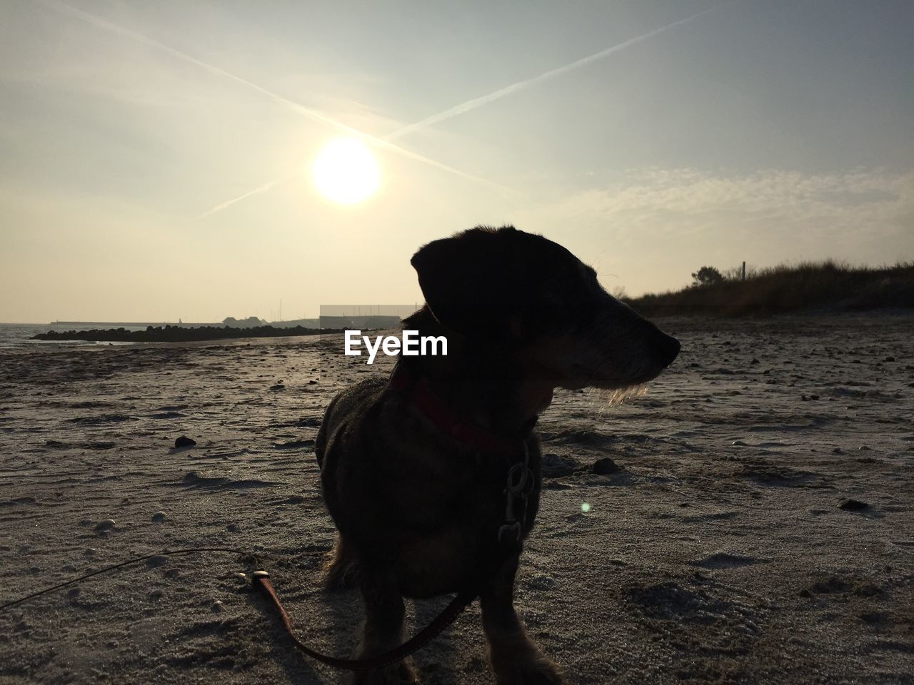 Dog standing on sand against sky during sunset