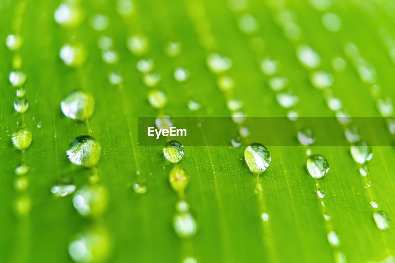 green, moisture, dew, grass, drop, water, nature, wet, close-up, selective focus, macro photography, no people, plant, backgrounds, leaf, freshness, plant part, beauty in nature, environment, macro, rain, environmental conservation, extreme close-up, outdoors, plant stem, growth, full frame, petal, pattern, purity, flower, fragility