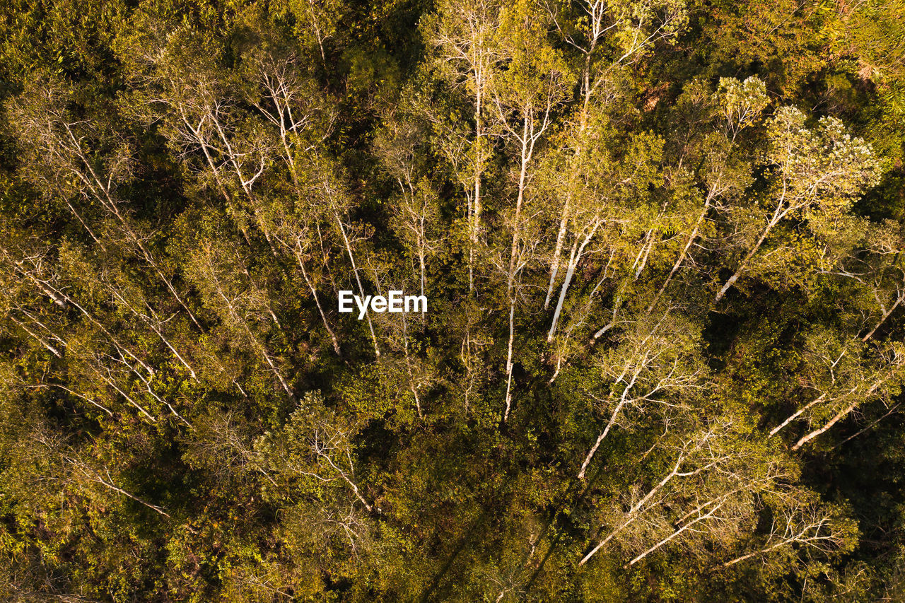 High angle view of trees growing in forest