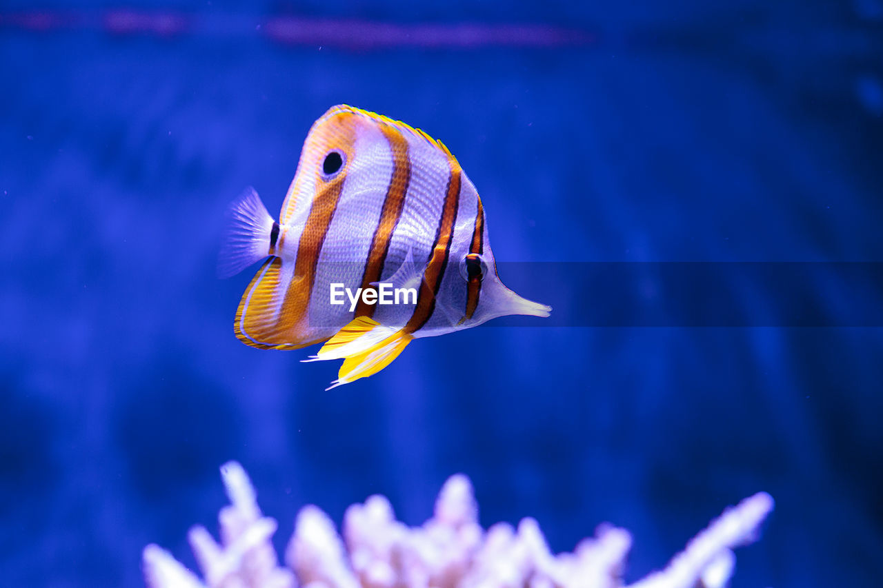 Close-up of butterfly fish in water