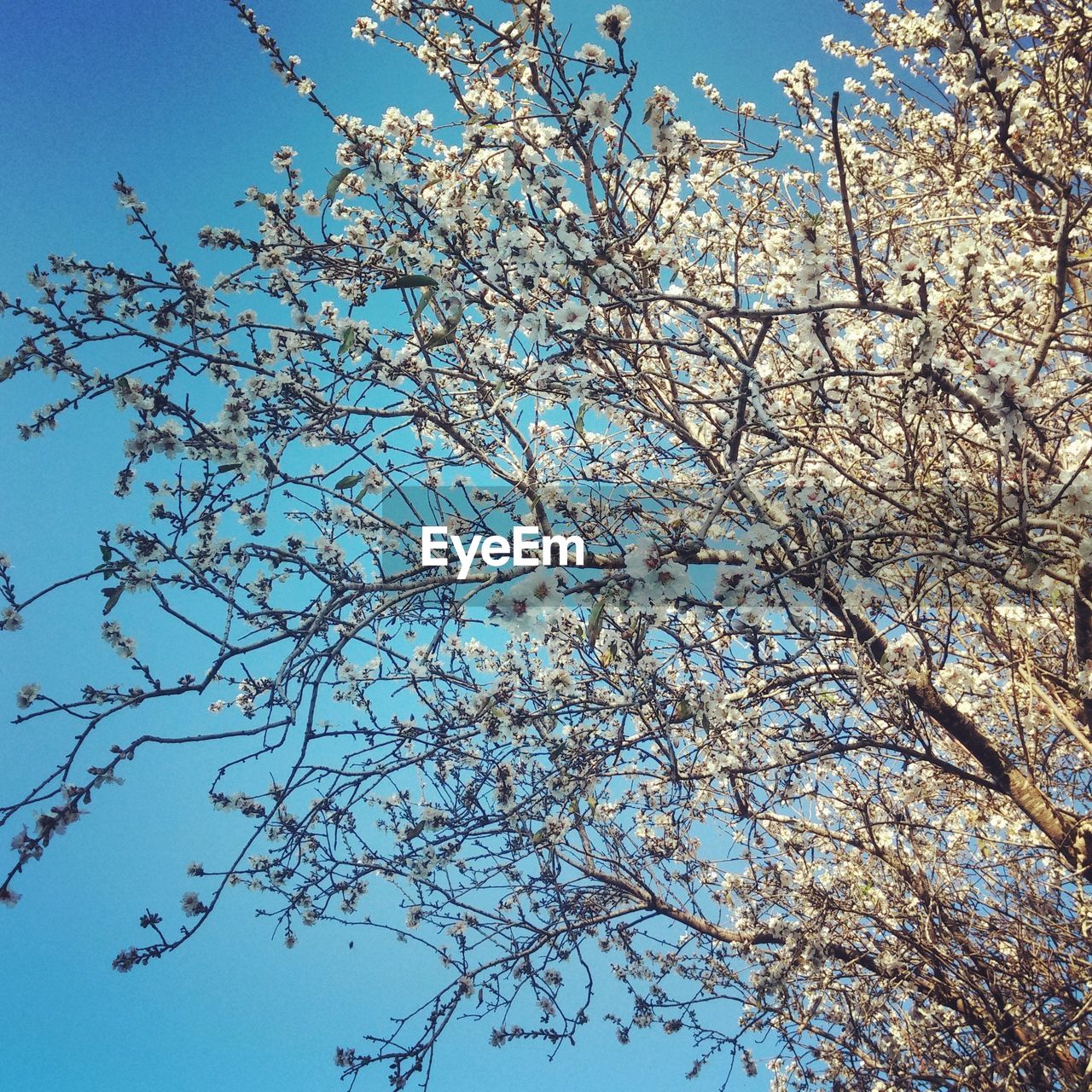 Low angle view of flowers against blue sky