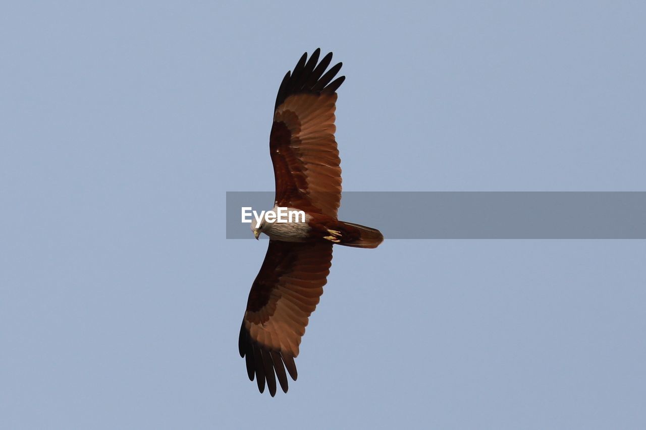 LOW ANGLE VIEW OF EAGLE FLYING AGAINST SKY