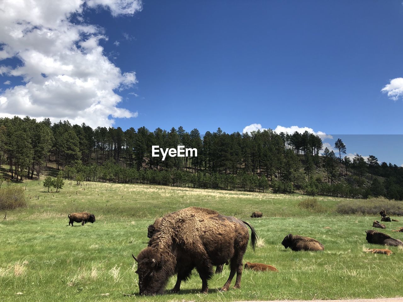Bison grazing in beautiful field