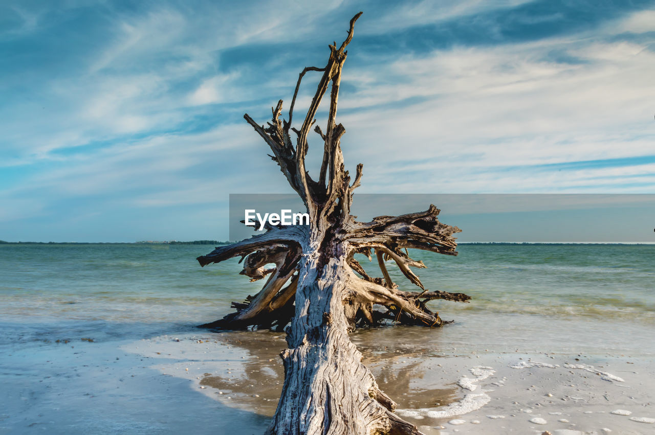 Driftwood on beach against sky