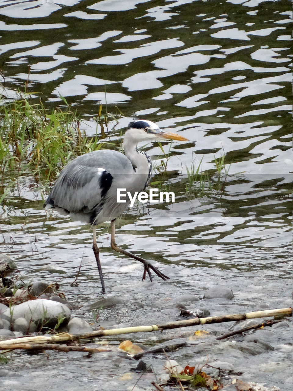 HIGH ANGLE VIEW OF GRAY HERON PERCHING BY WATER