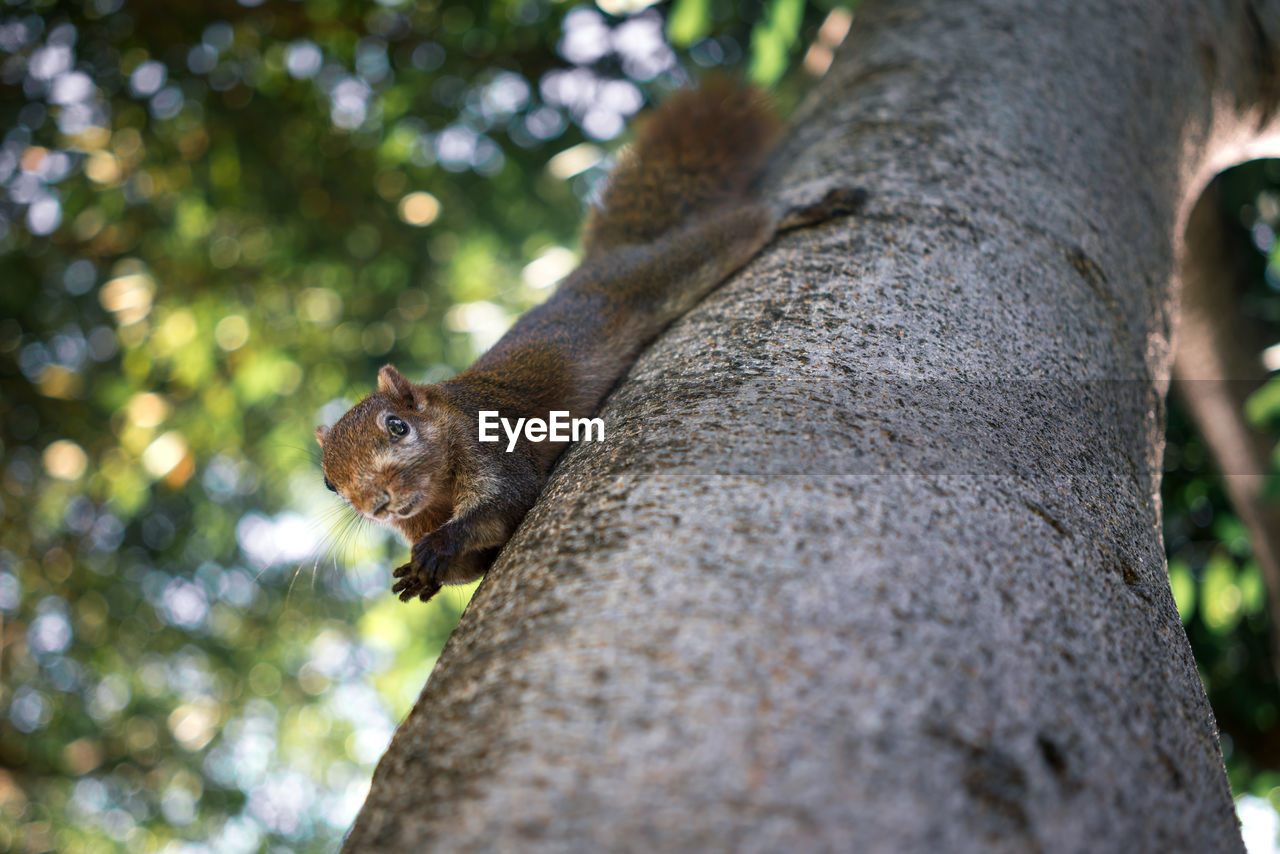 CLOSE-UP OF SQUIRREL ON TREE TRUNK