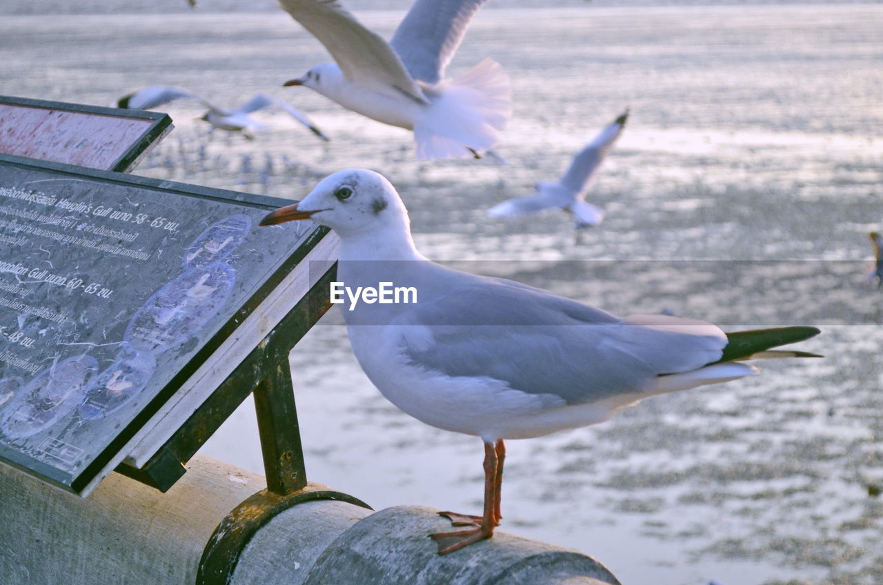 Close-up of seagulls perching on a sea