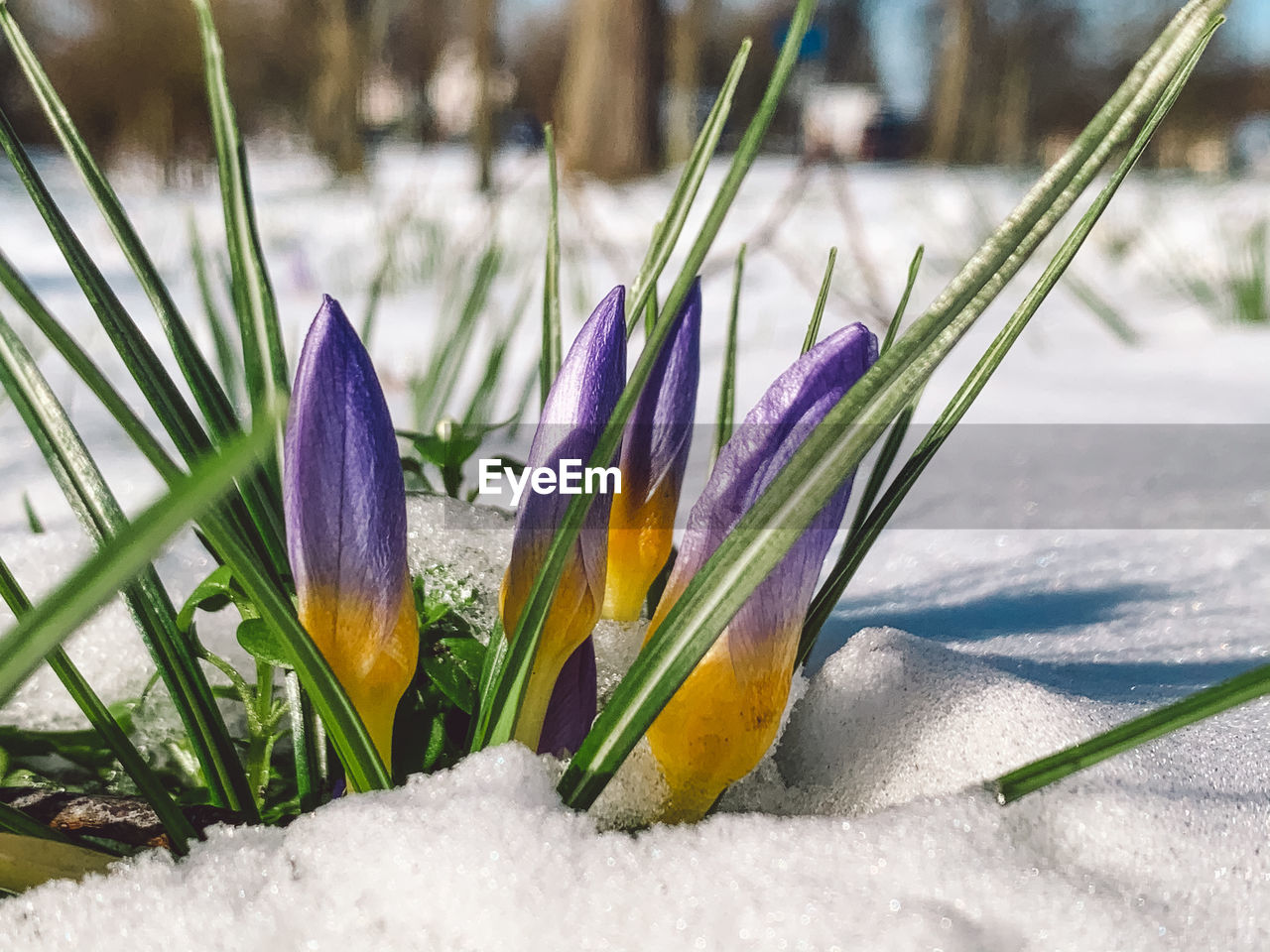 CLOSE-UP OF SNOW COVERED PLANTS