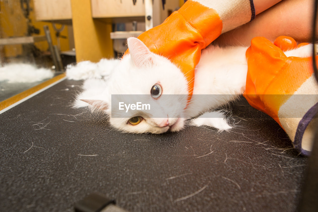 Cat grooming in pet grooming salon. woman uses the trimmer for trimming fur.