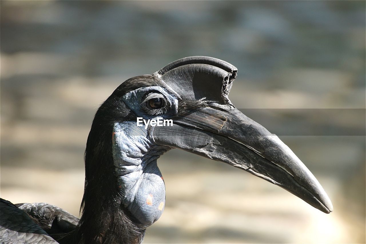 Close-up of bird