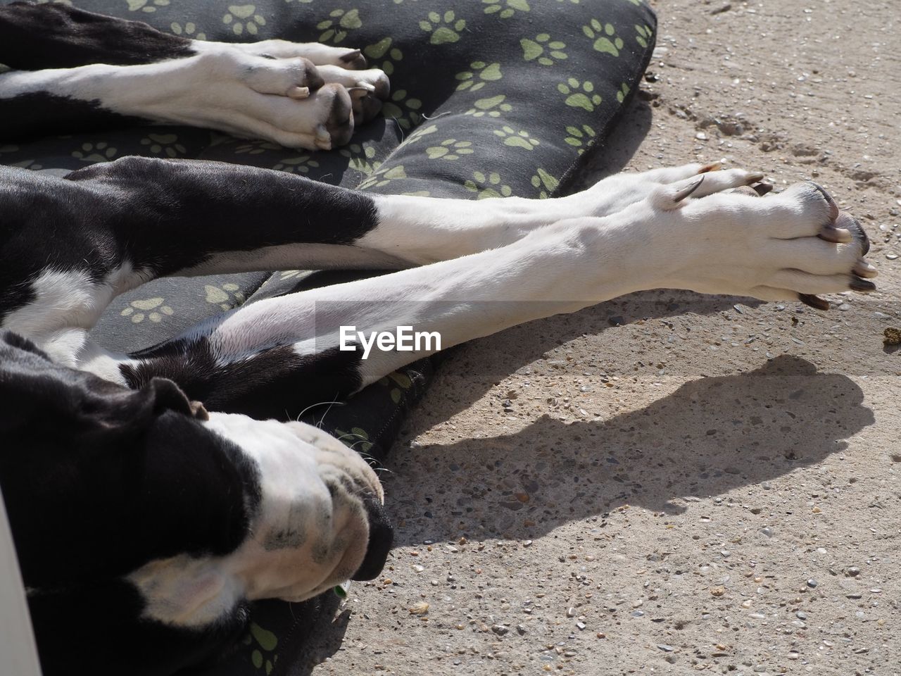 animal, animal themes, mammal, dog, nature, sunlight, domestic animals, day, relaxation, no people, one animal, land, pet, animal wildlife, cattle, sculpture, outdoors, sand, lying down, high angle view, beach, livestock, shadow