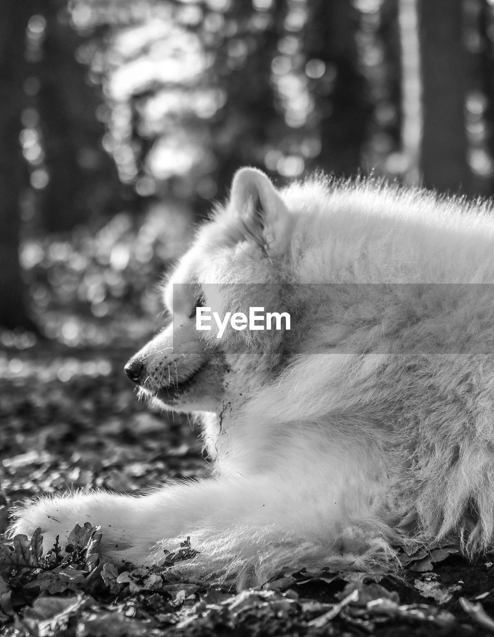 Close-up of samoyed relaxing on field