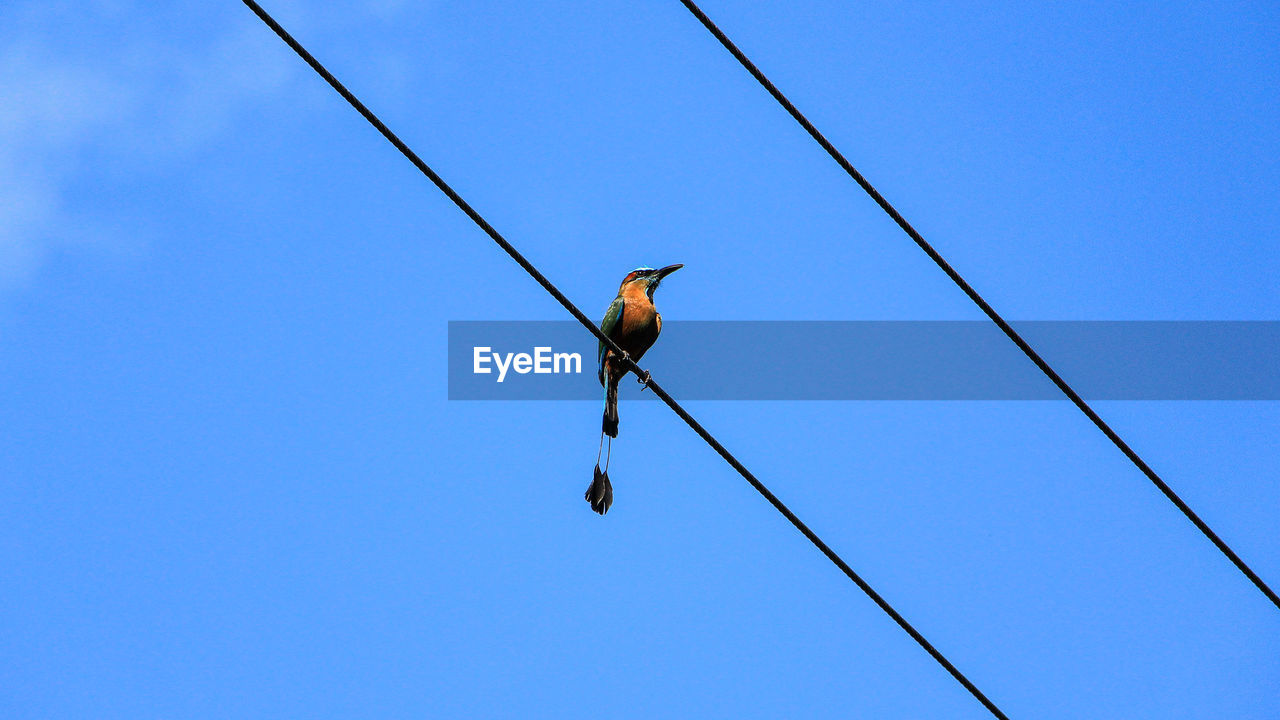 Low angle view of motmot perching on power cable against blue sky