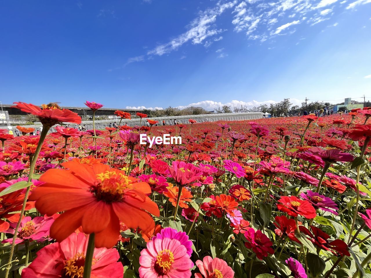 flower, plant, flowering plant, beauty in nature, sky, freshness, nature, landscape, land, red, environment, cloud, no people, field, growth, flower head, scenics - nature, fragility, rural scene, inflorescence, sunlight, petal, pink, blue, multi colored, outdoors, vibrant color, meadow, day, wildflower, springtime, summer, tranquility, agriculture, sunny, blossom, clear sky, close-up, flowerbed, mountain, botany, grass