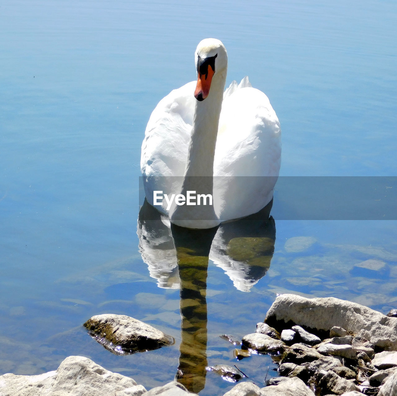 VIEW OF SWAN ON ROCK