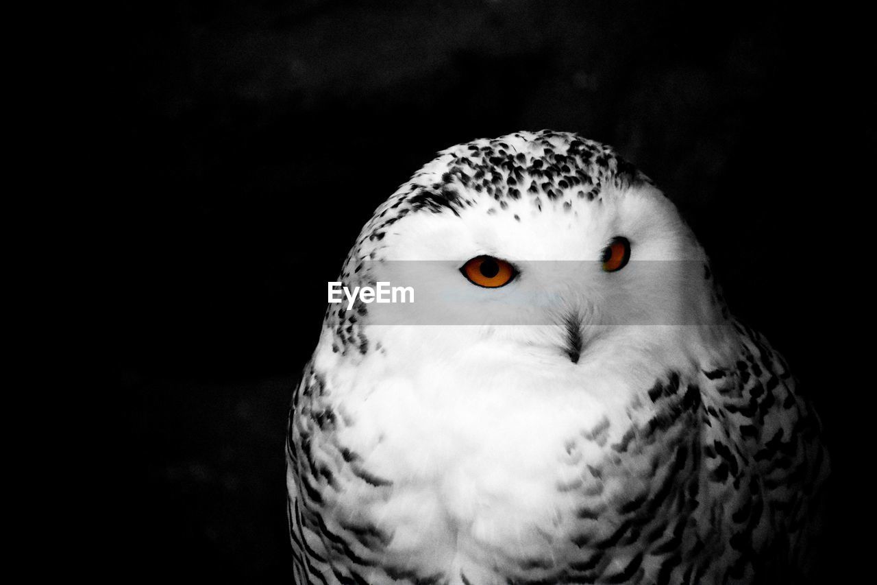 Close-up of owl against black background