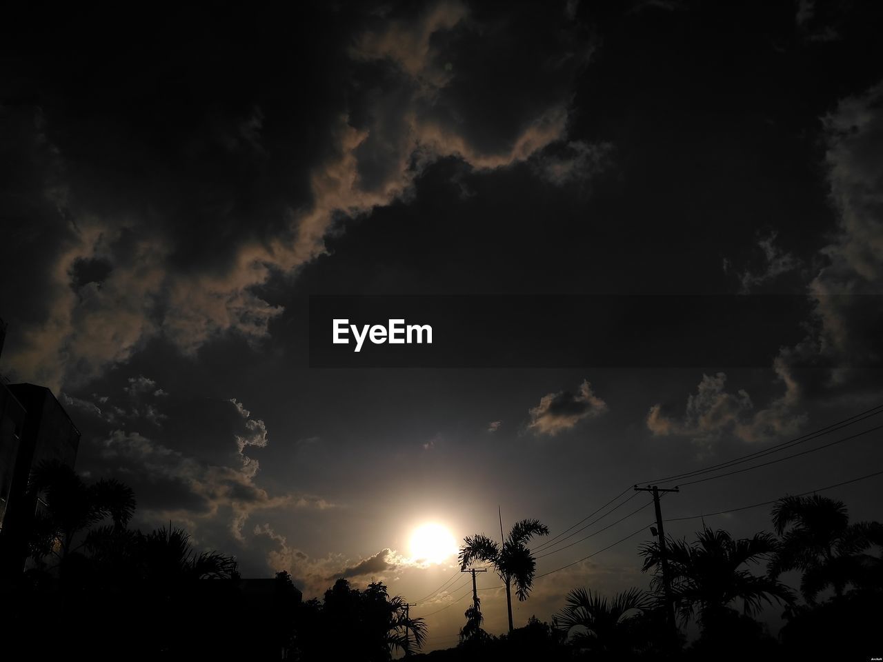 LOW ANGLE VIEW OF TREES AGAINST SKY