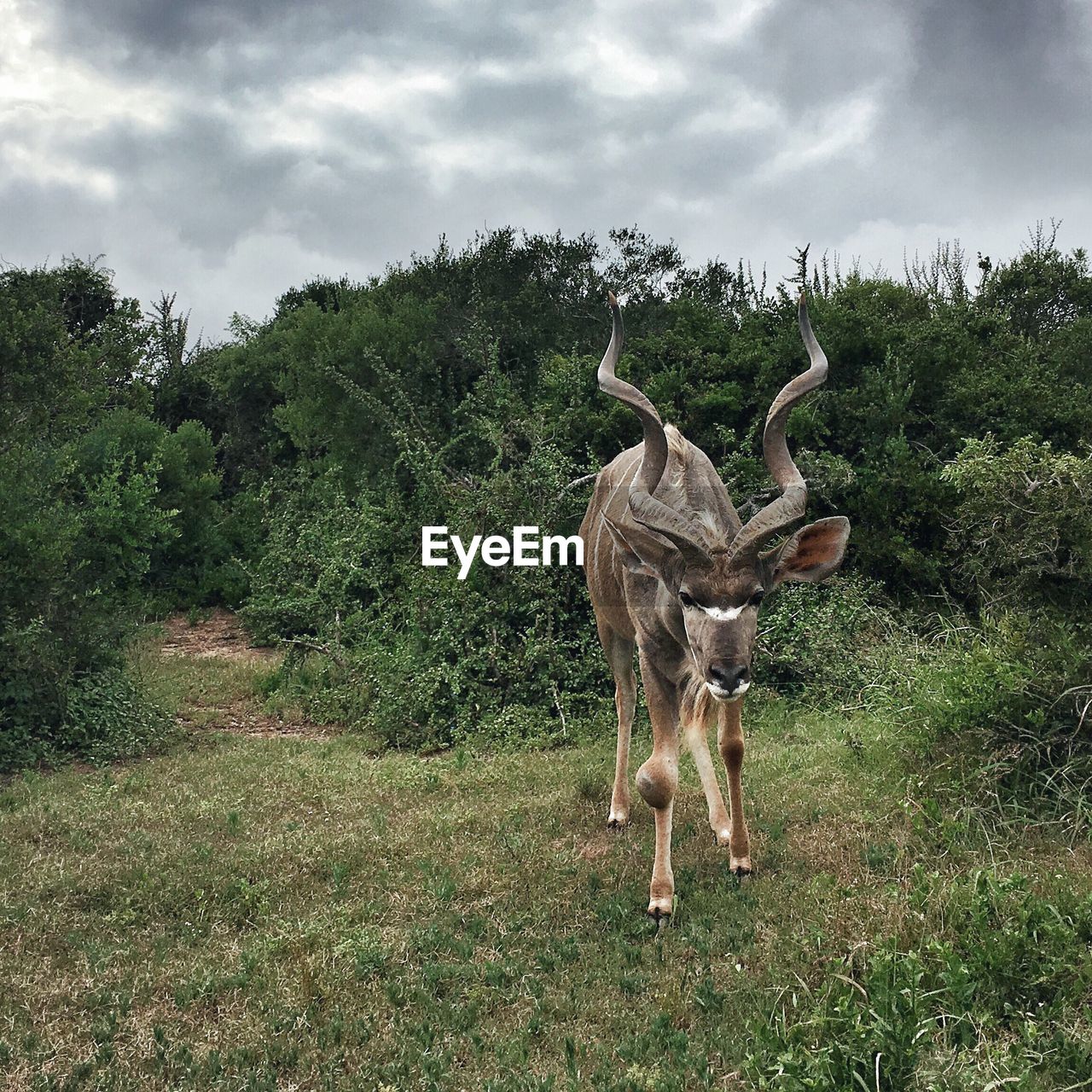 Kudu standing on field in forest against sky