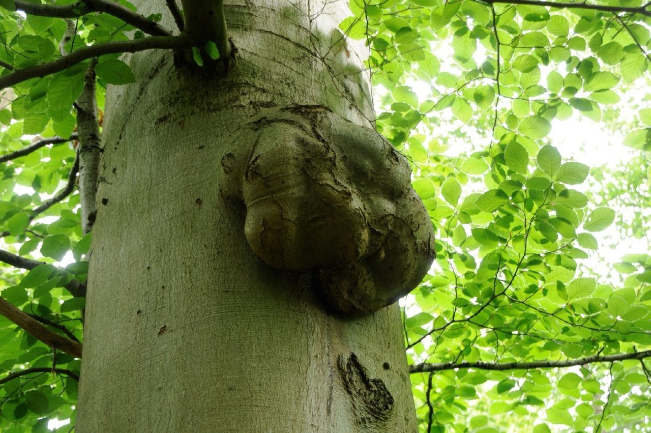 View of tree trunk