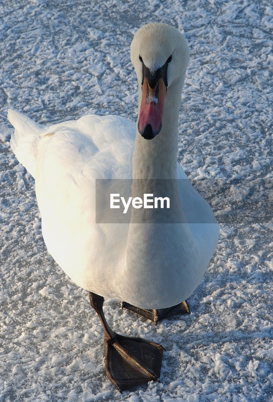 animals in the wild, animal themes, bird, one animal, animal wildlife, white color, day, nature, no people, swan, outdoors, beak, close-up, swimming