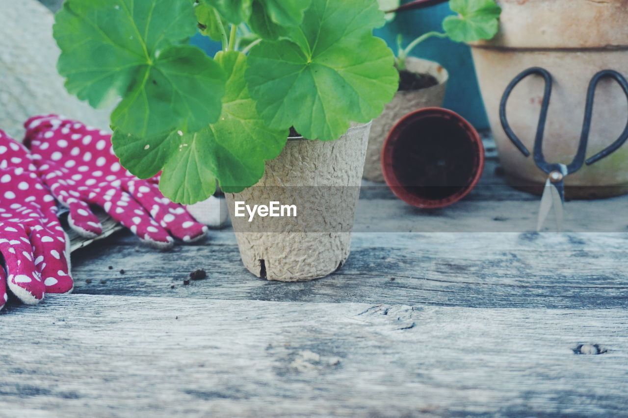 Close-up of potted plant on table