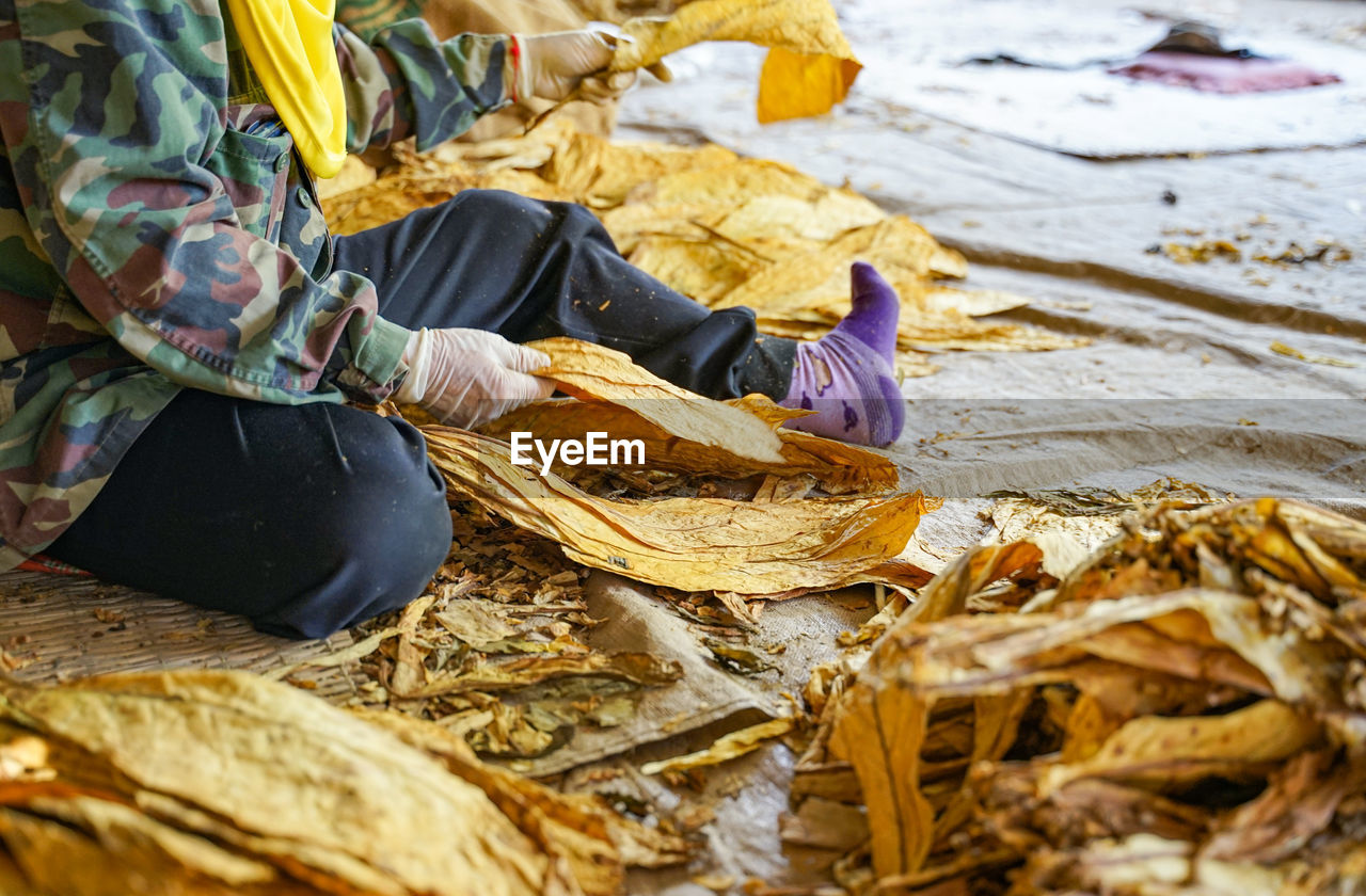 MIDSECTION OF PERSON HOLDING FRESH LEAVES ON DISPLAY