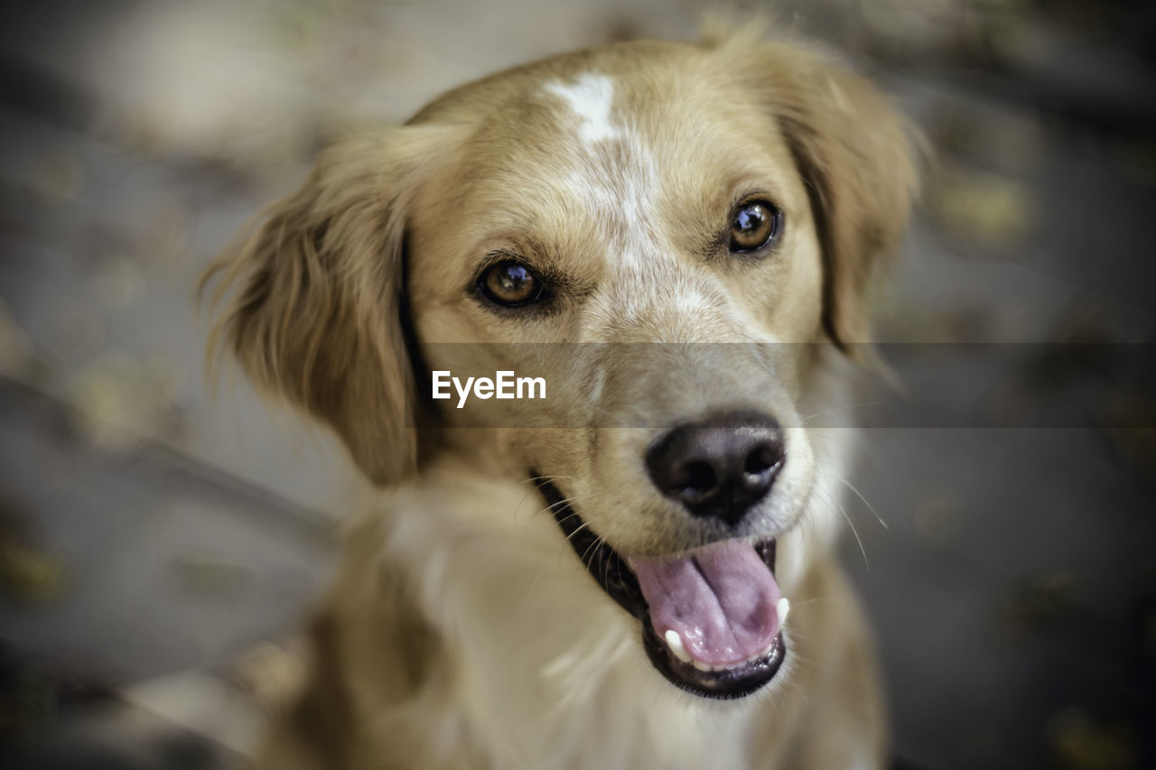 Close-up portrait of a dog