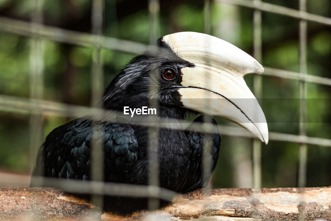 CLOSE-UP OF A BIRD IN CAGE