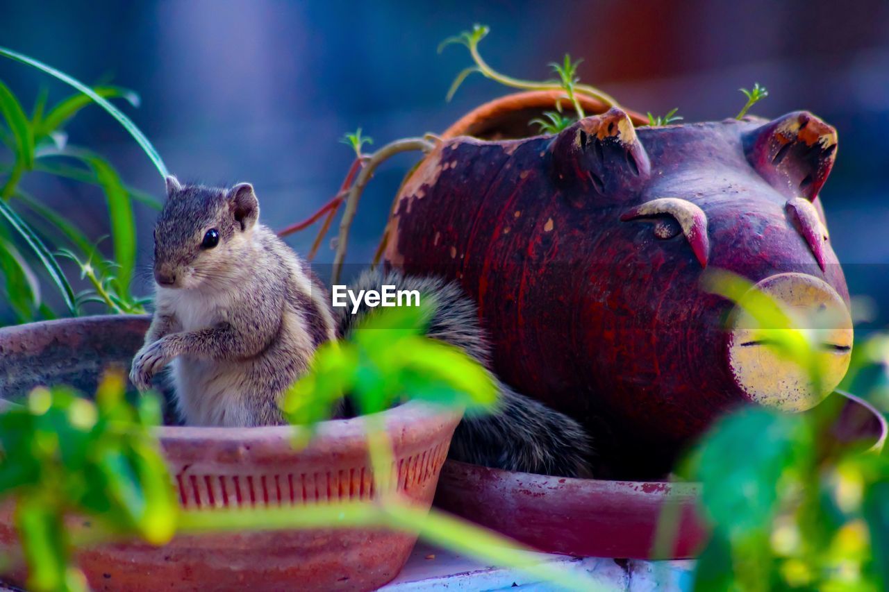 CLOSE-UP OF LIZARD EATING IN BASKET