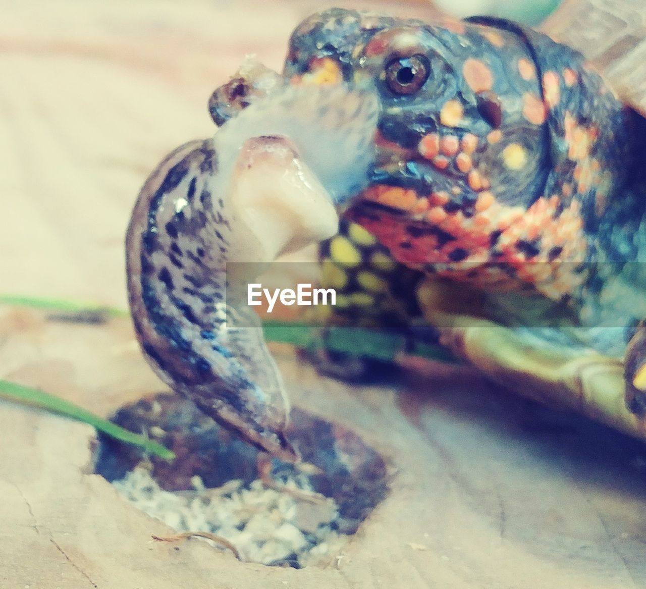 CLOSE-UP OF TURTLE IN MOUTH