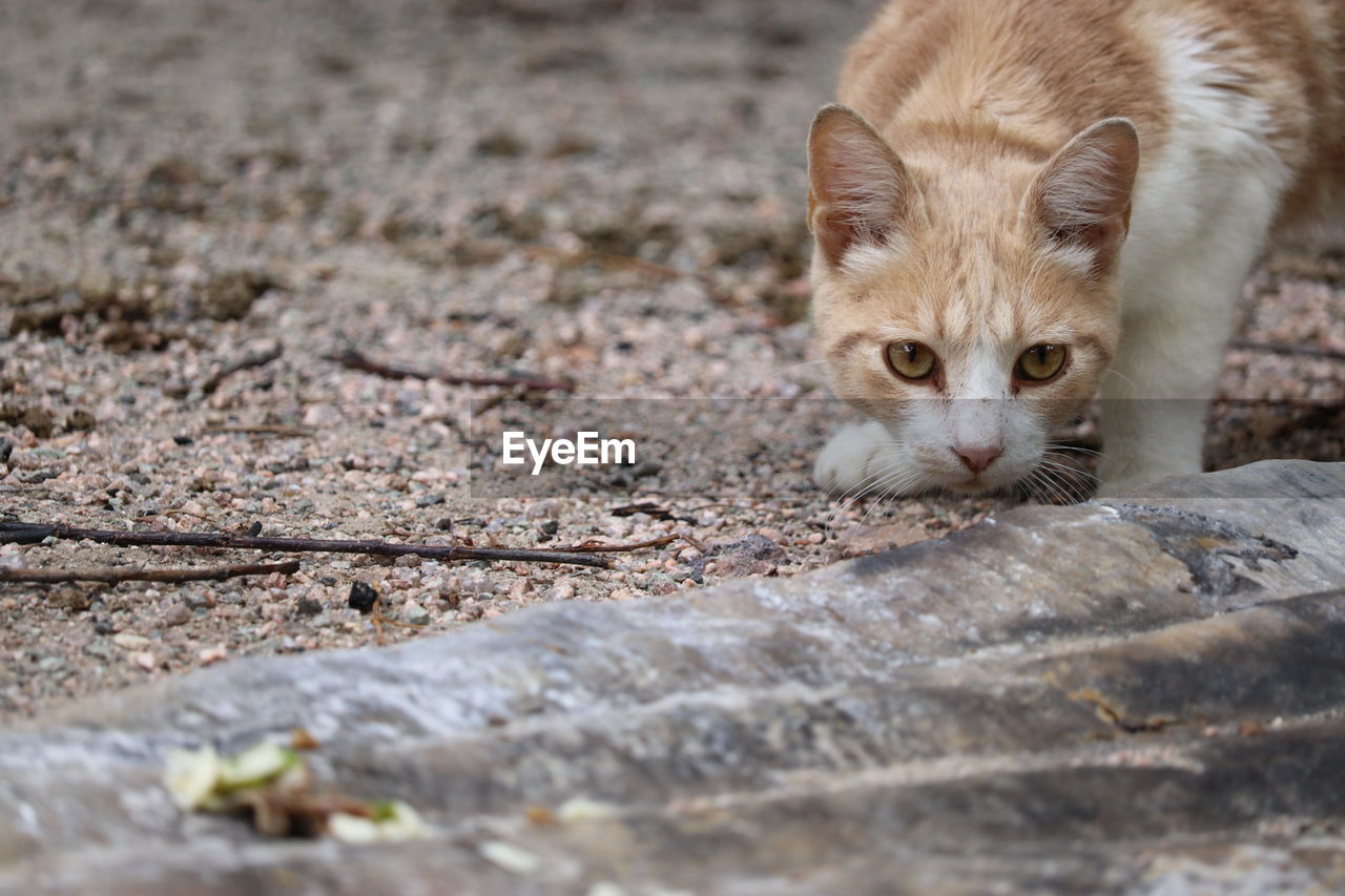 Close-up portrait of cat