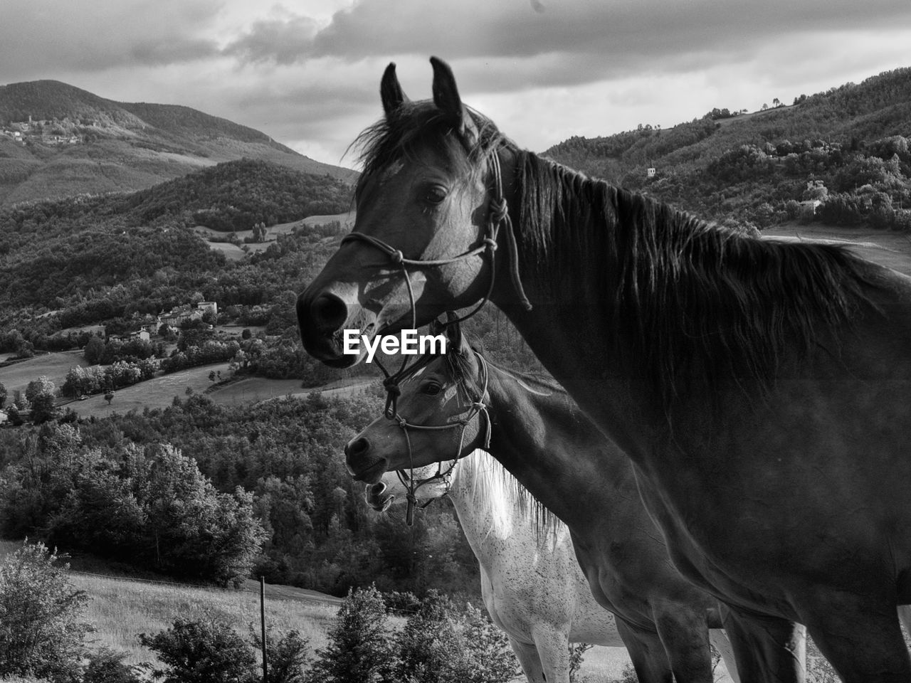 Horses standing on landscape against sky