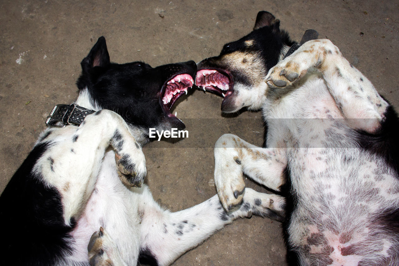 Close-up of dogs fighting