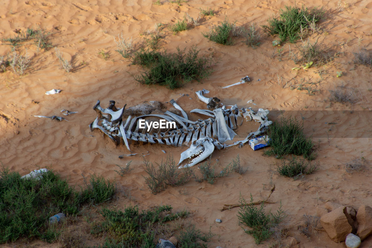 HIGH ANGLE VIEW OF ZEBRAS ON LAND