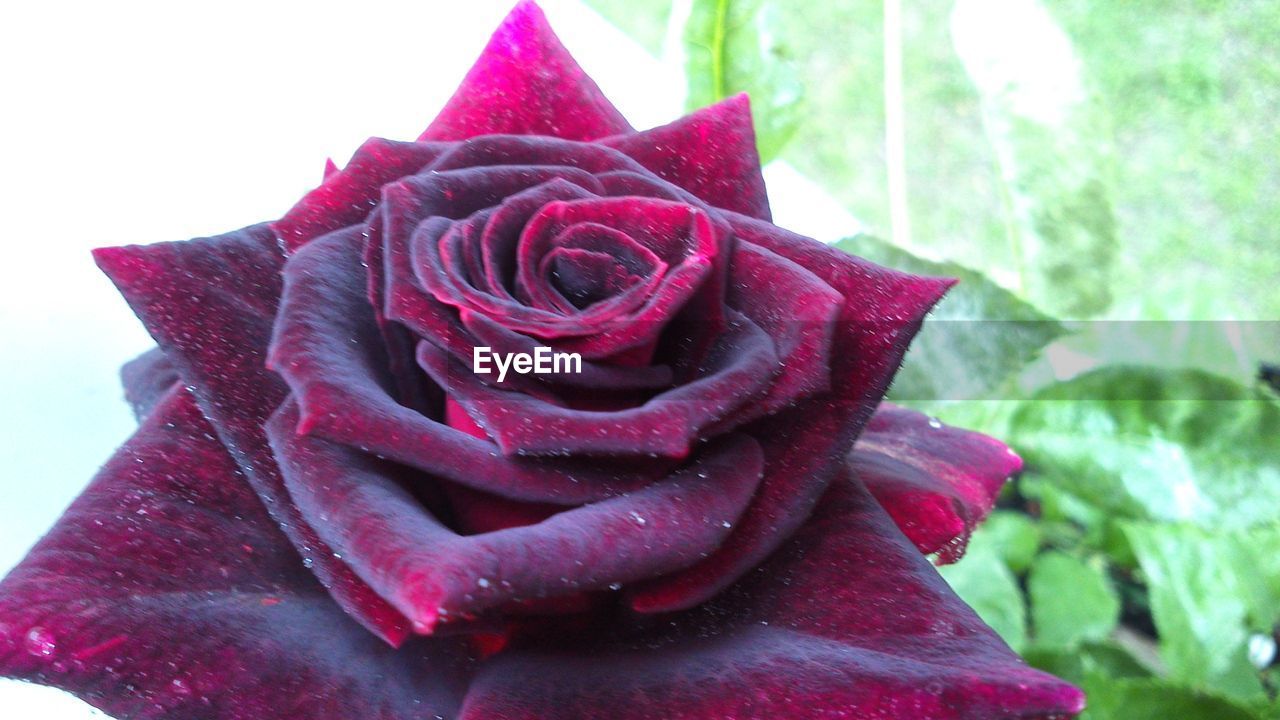 CLOSE-UP OF WET ROSE WITH WATER DROPS