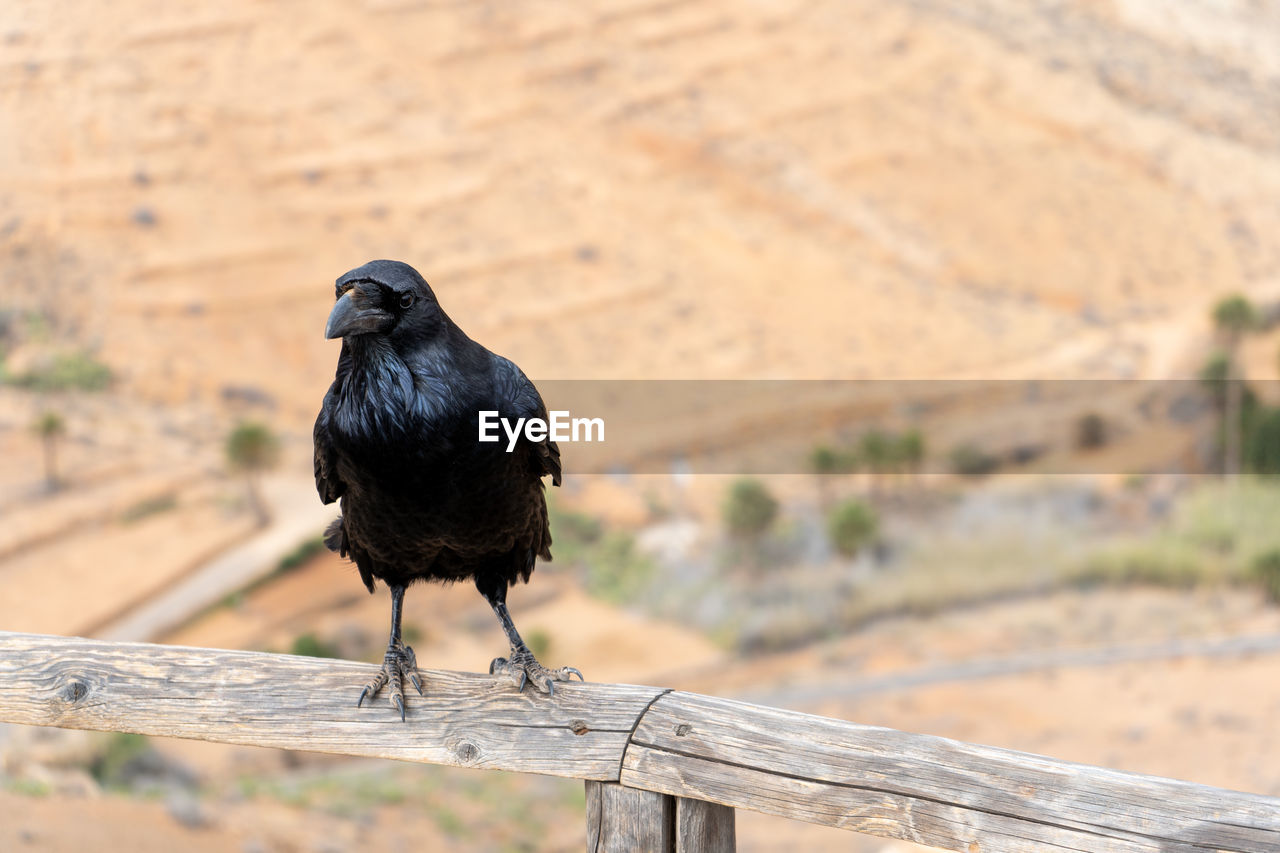 CLOSE-UP OF A BIRD