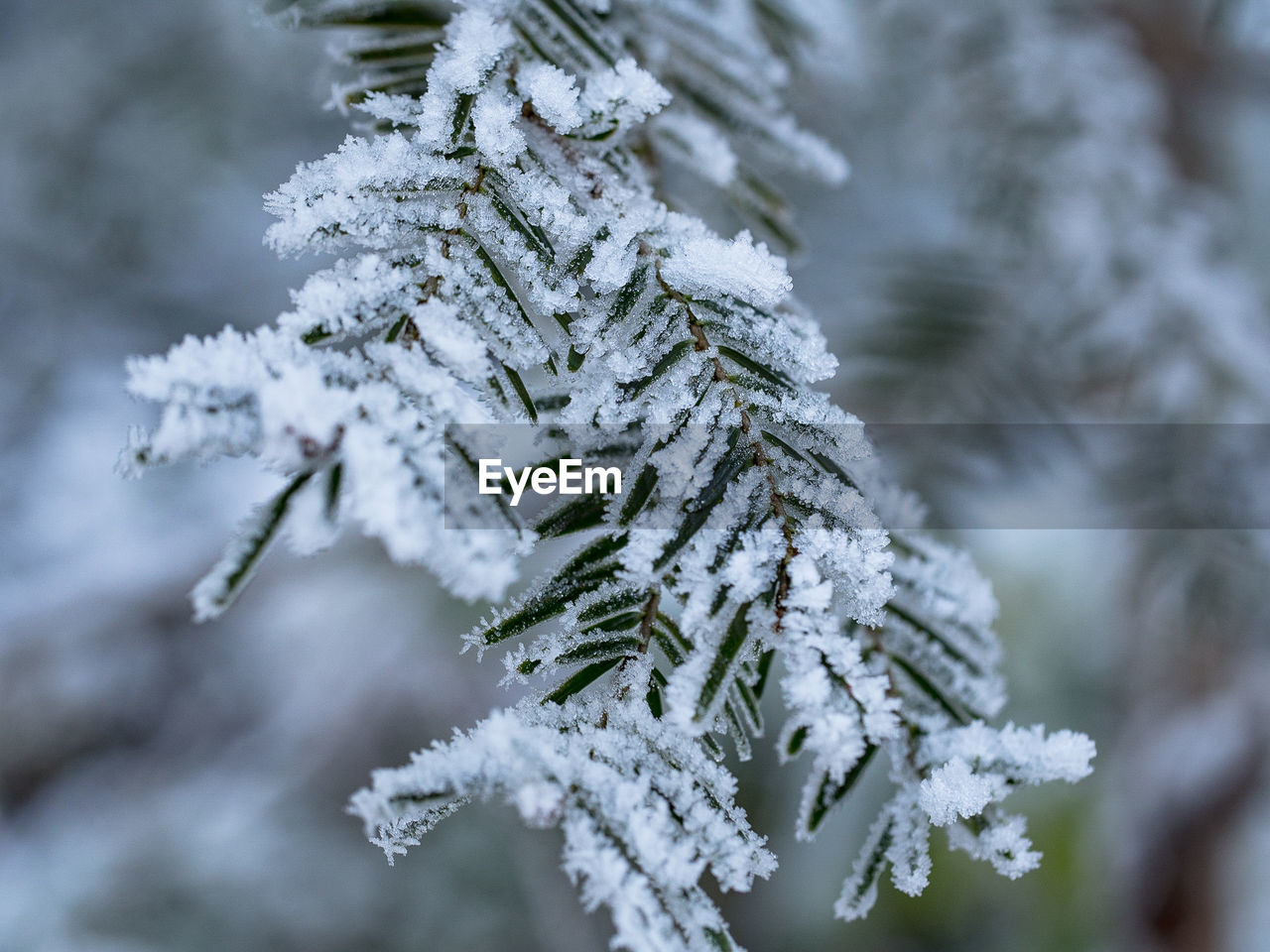 Frozen branch in the wood