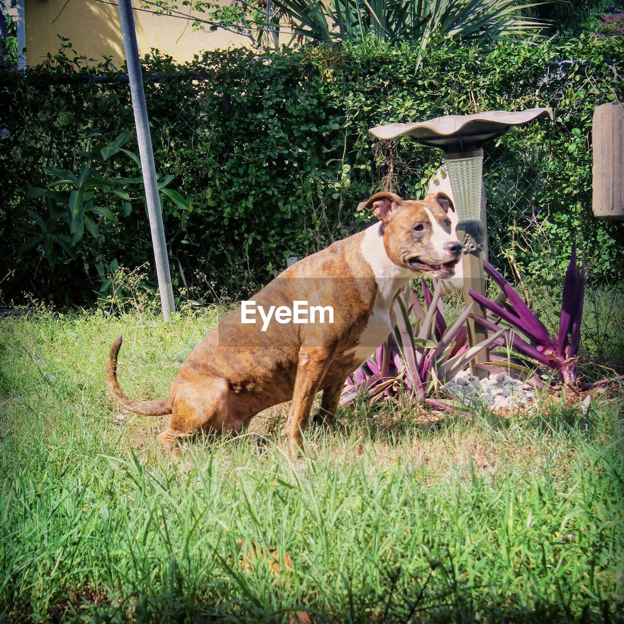 VIEW OF DOG RELAXING ON GRASS