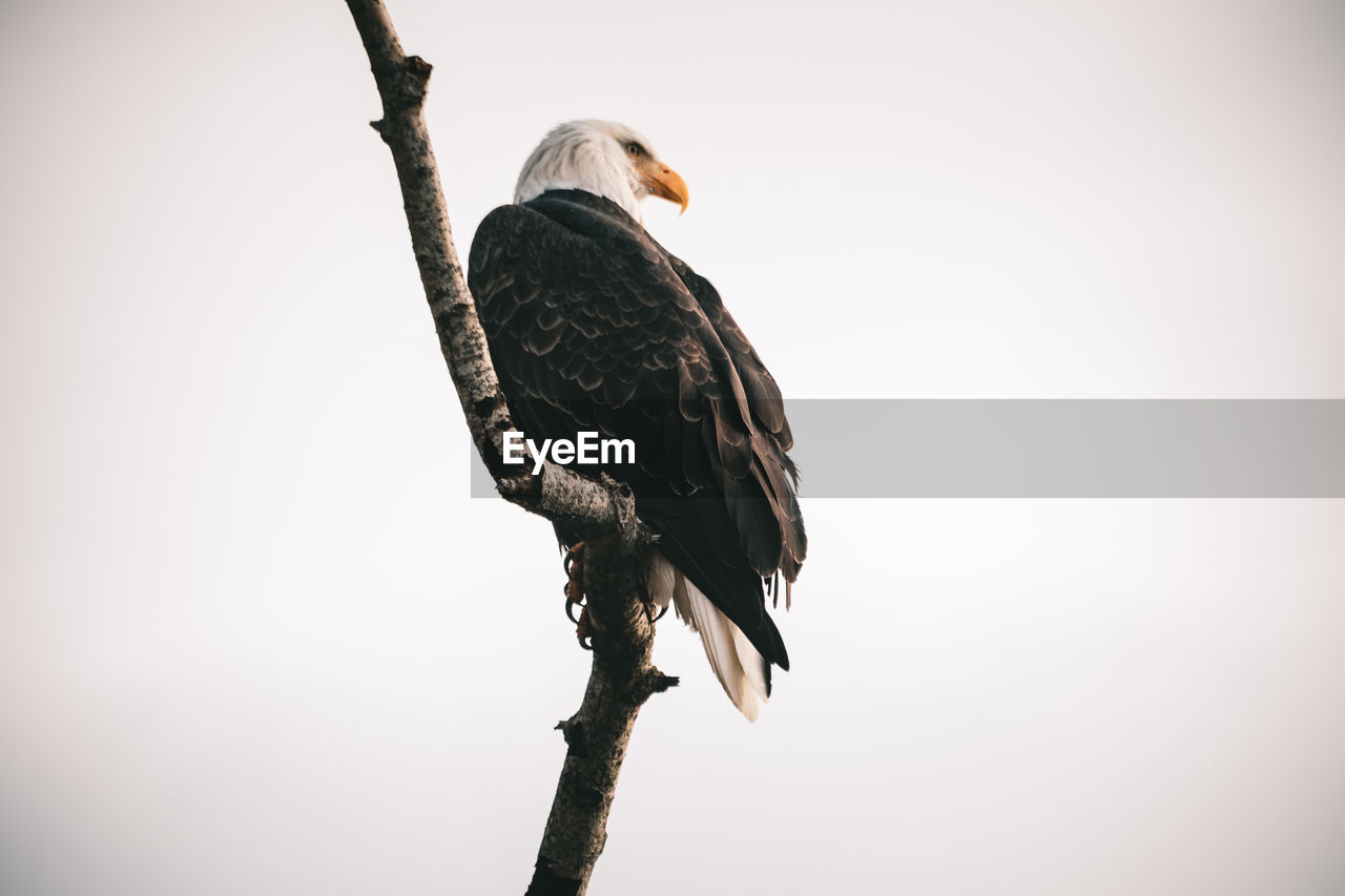 LOW ANGLE VIEW OF EAGLE PERCHING ON TREE