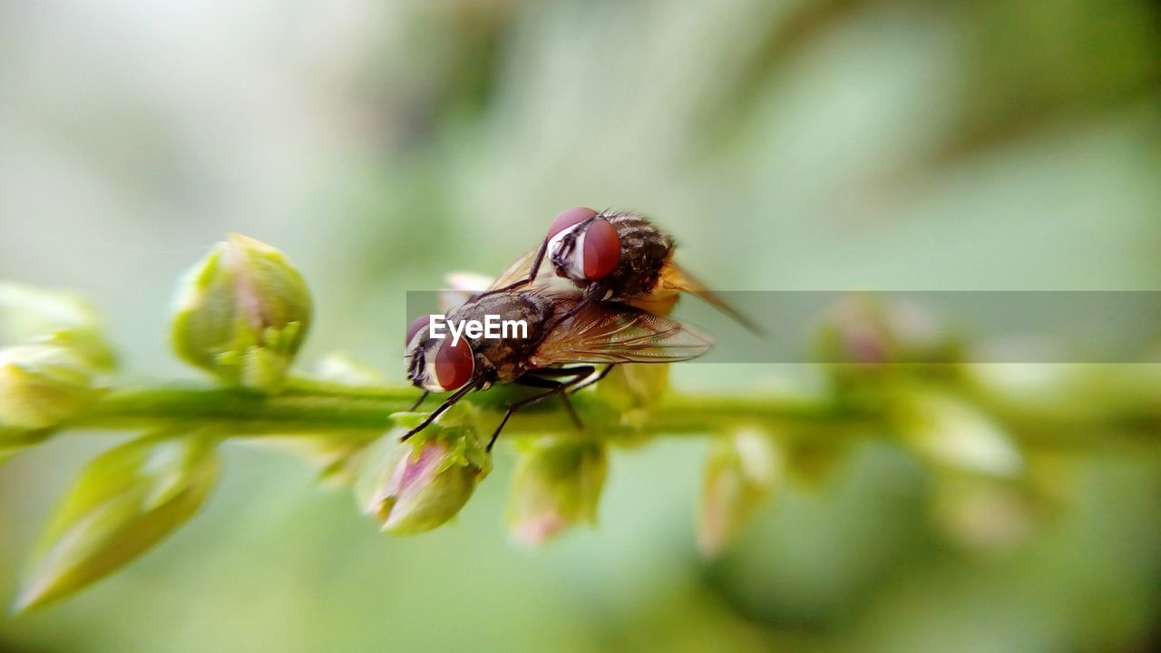 CLOSE-UP OF BUTTERFLY ON PLANT