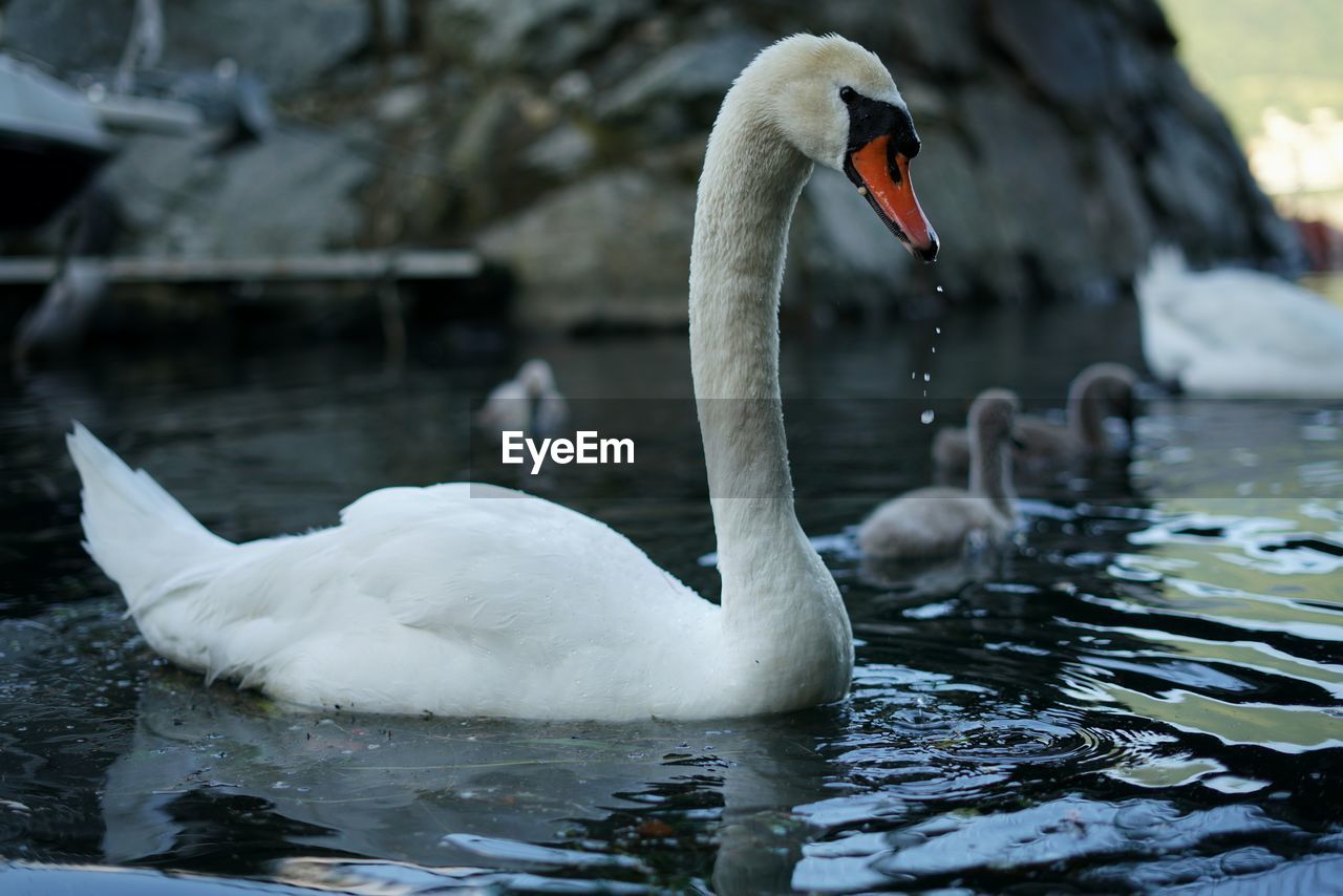 Swans and cygnets swimming in lake