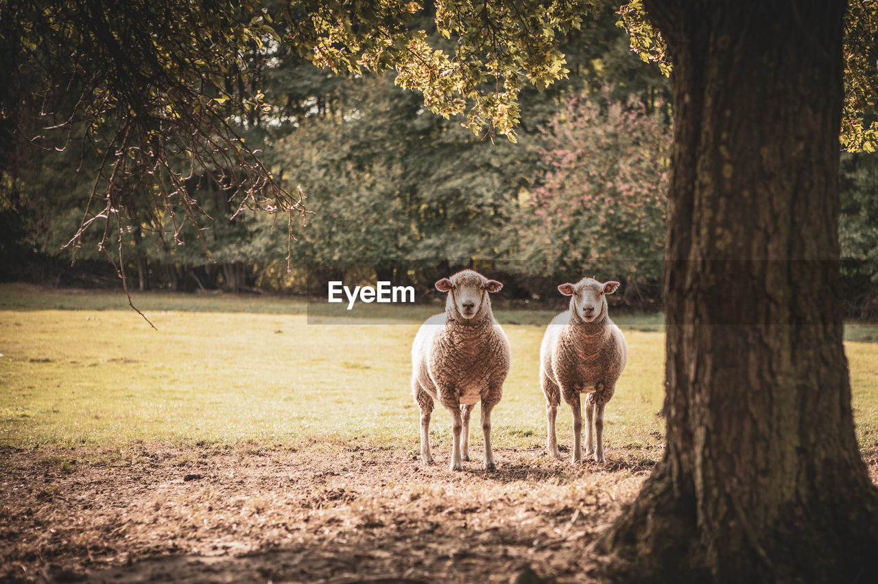 SHEEP STANDING ON A FIELD