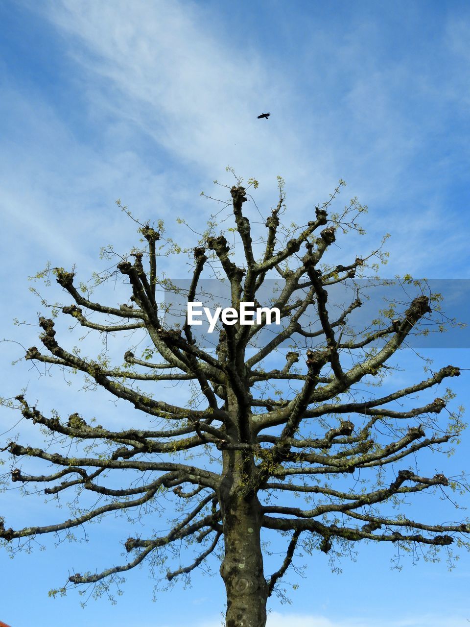 LOW ANGLE VIEW OF BIRD FLYING IN TREE